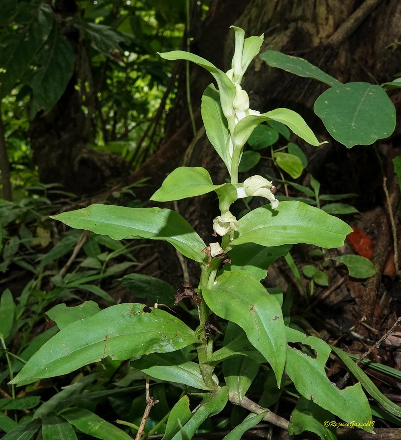 Brachycorythis helferi photo 4