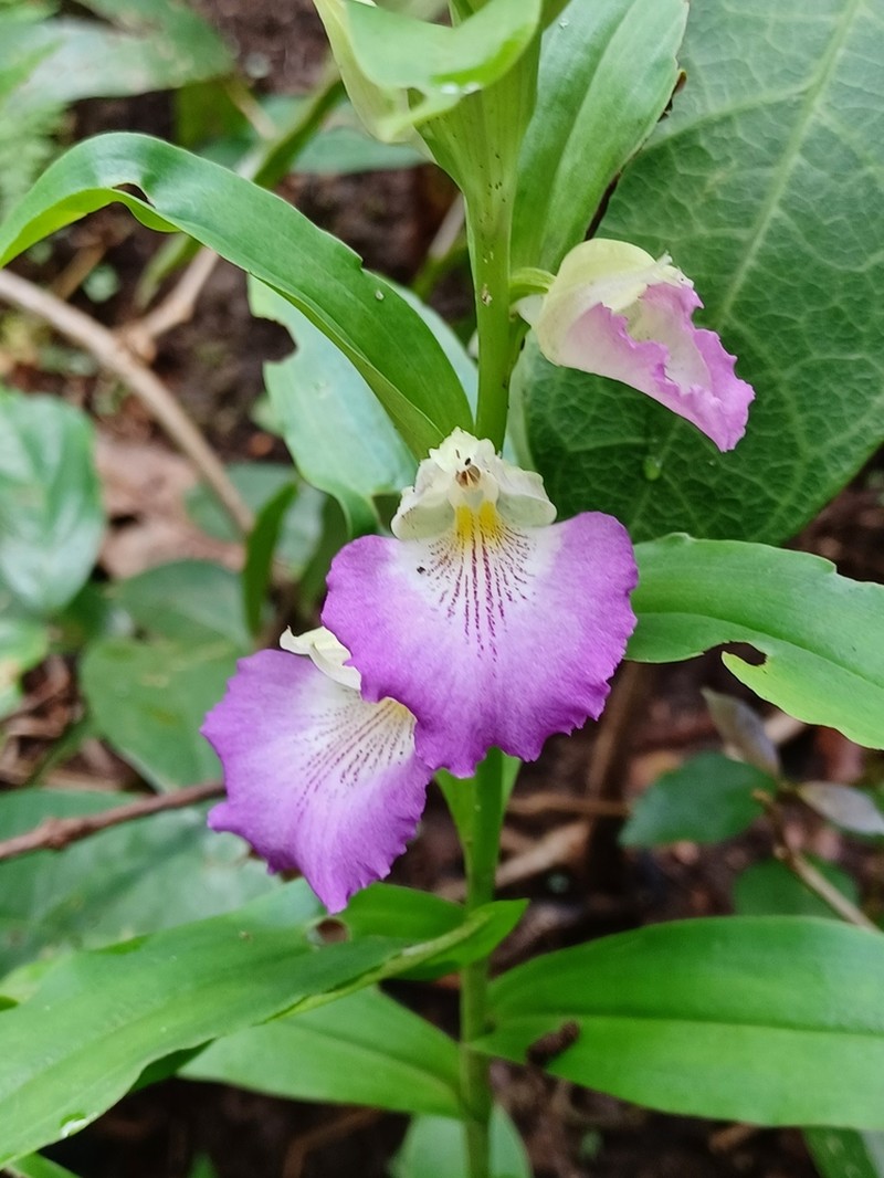 Brachycorythis helferi photo 5