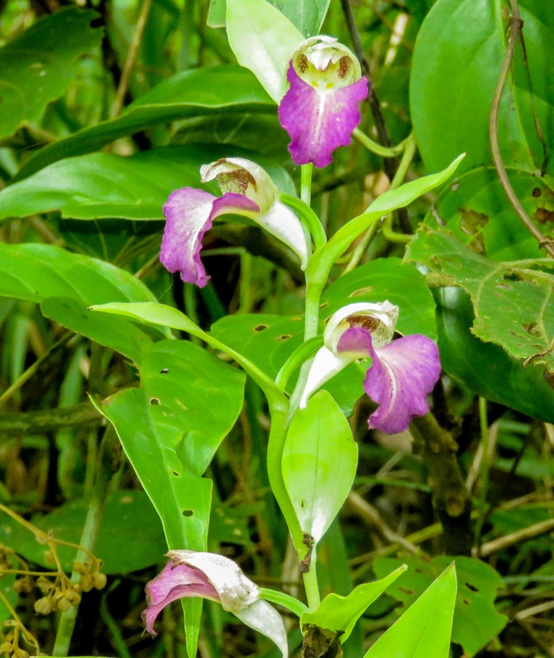 Brachycorythis helferi photo 6