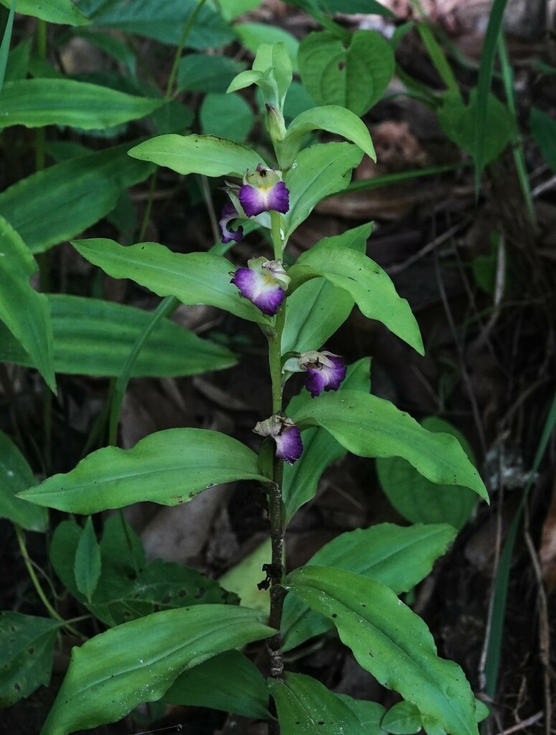Brachycorythis helferi photo 7
