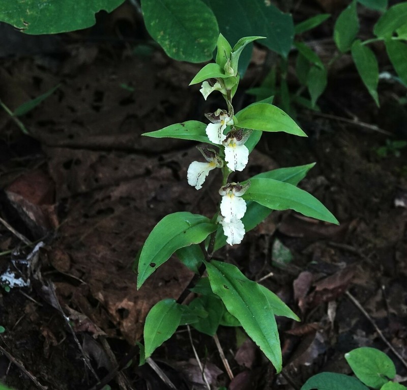 Brachycorythis helferi photo 8