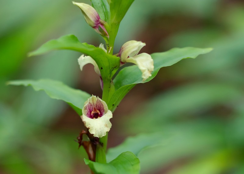Brachycorythis henryi