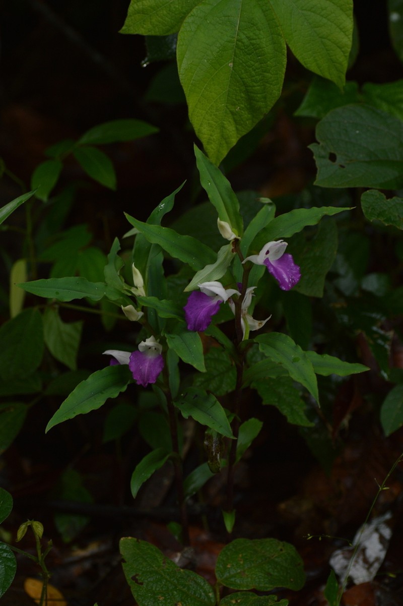 Brachycorythis henryi photo 2