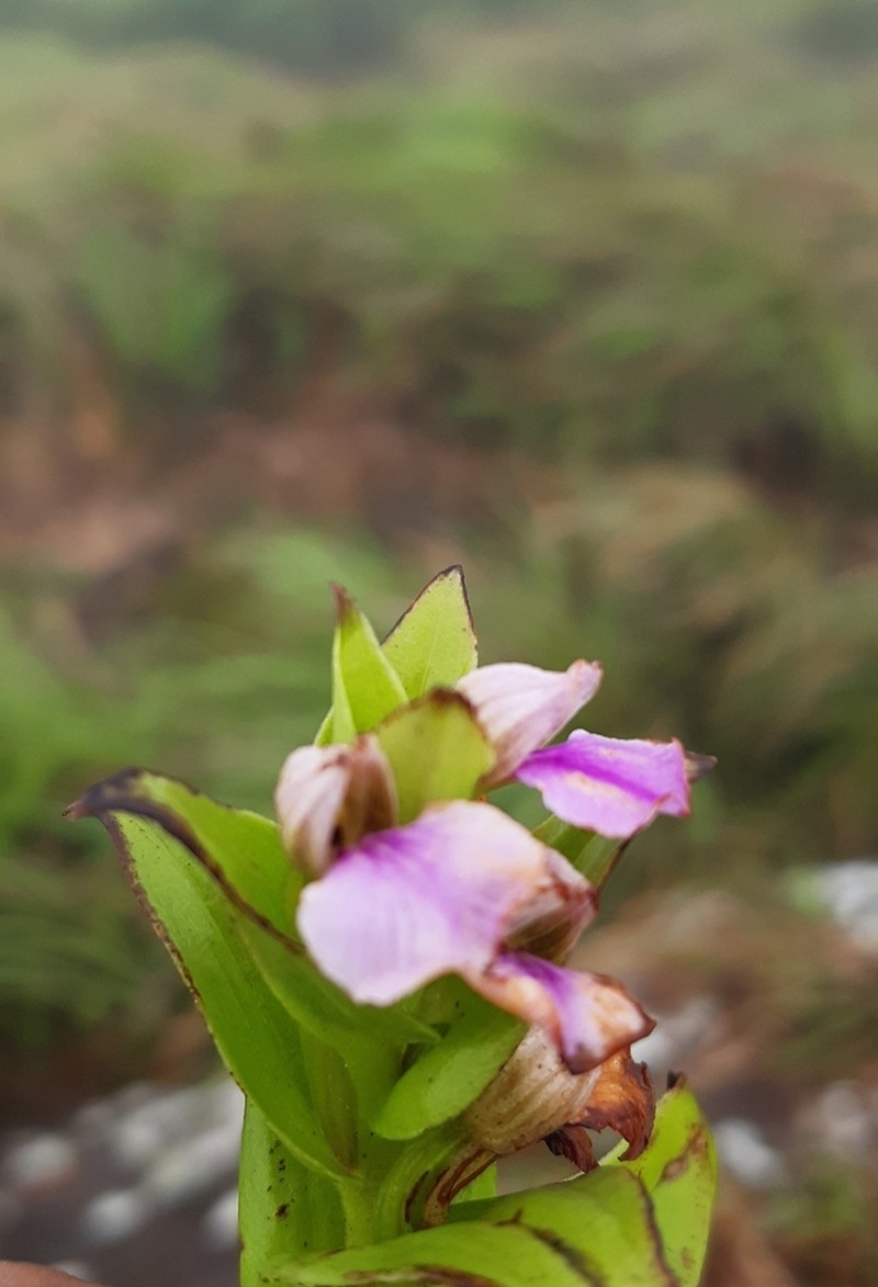 Brachycorythis iantha photo 2