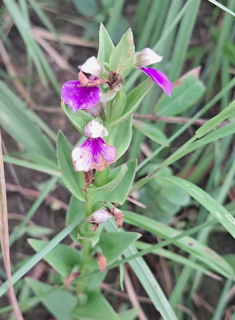 Brachycorythis iantha photo 3