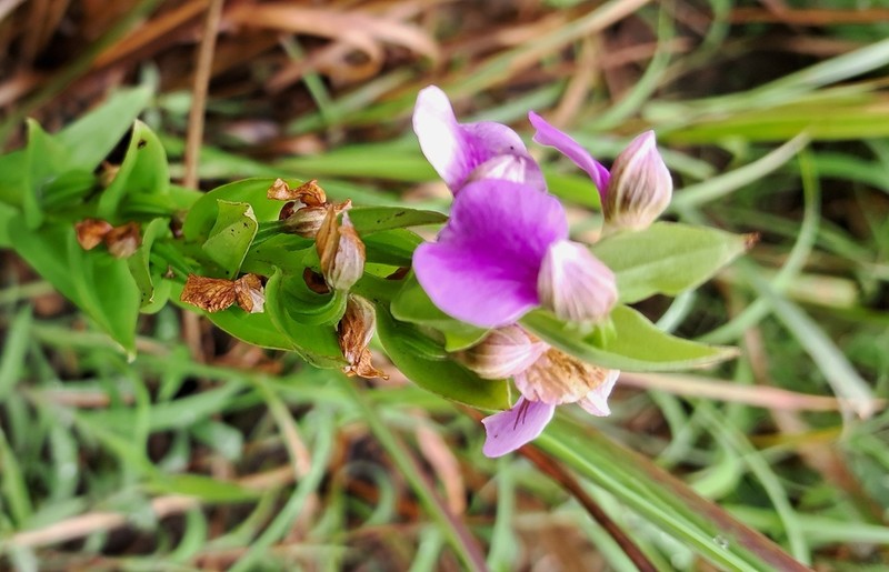 Brachycorythis iantha photo 4