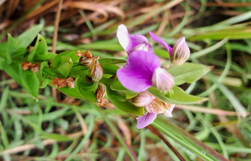 Brachycorythis iantha photo 5