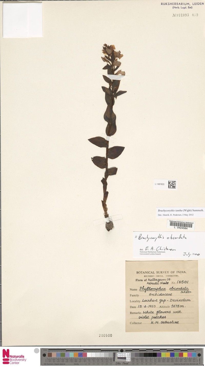 Brachycorythis iantha photo 6