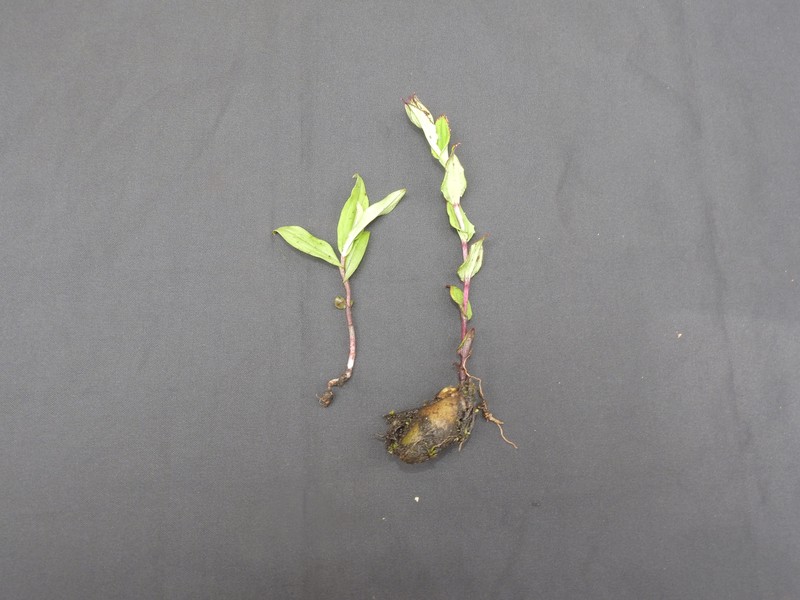 Brachycorythis iantha
