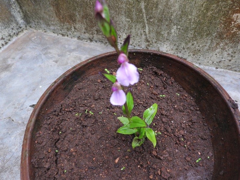 Brachycorythis iantha photo 7