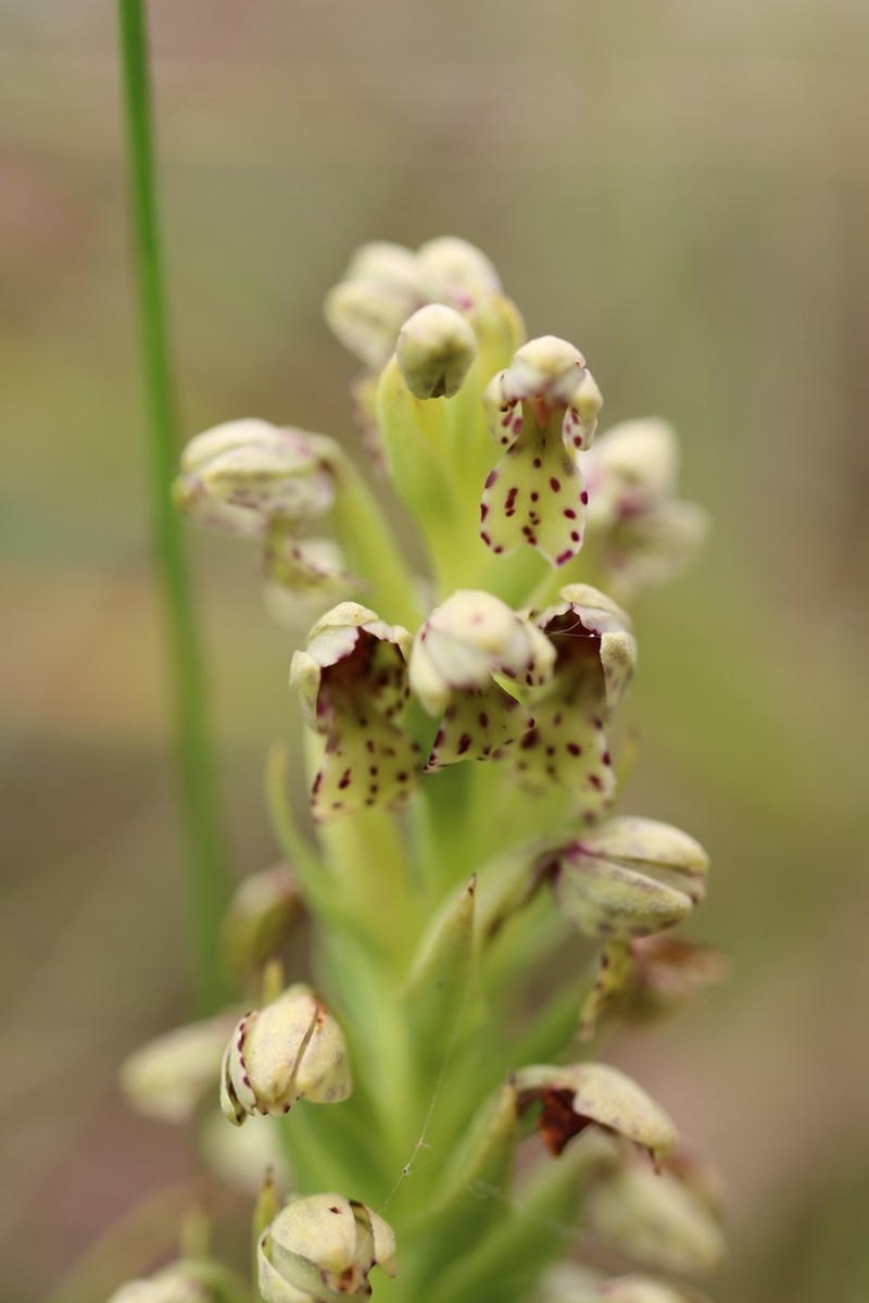 Brachycorythis inhambanensis