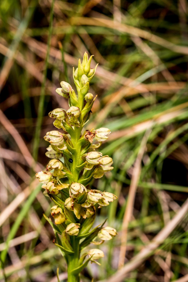 Brachycorythis inhambanensis photo 2