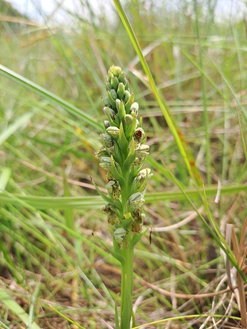 Brachycorythis inhambanensis photo 3