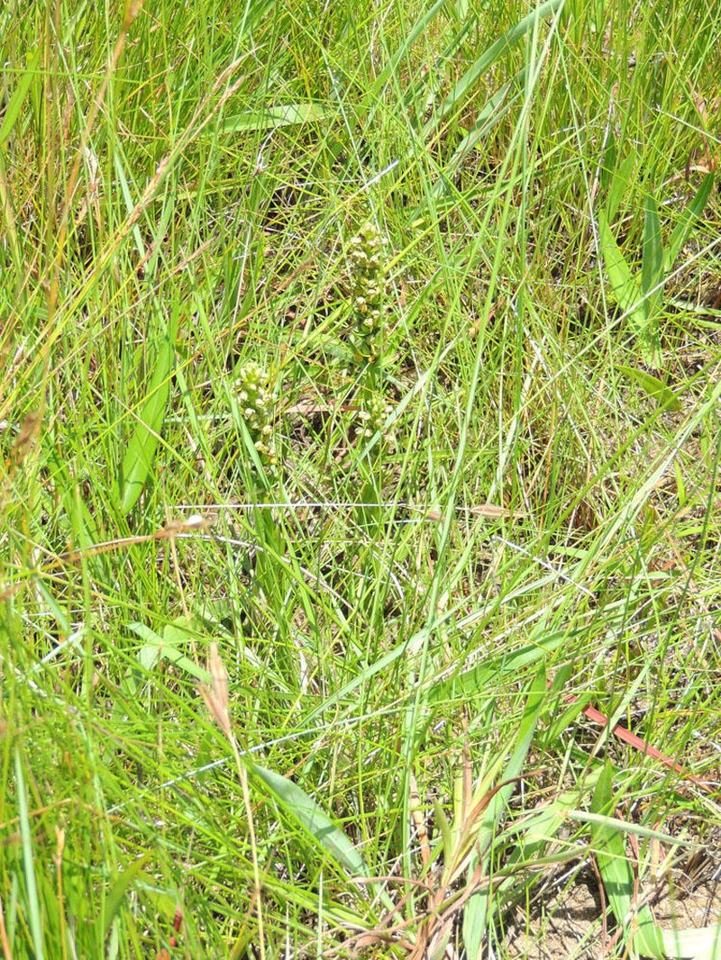 Brachycorythis inhambanensis photo 4