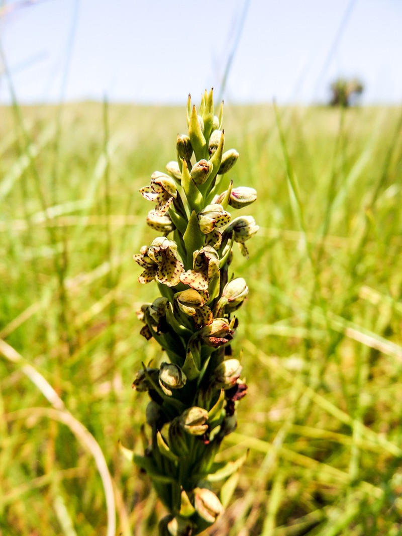 Brachycorythis inhambanensis photo 6