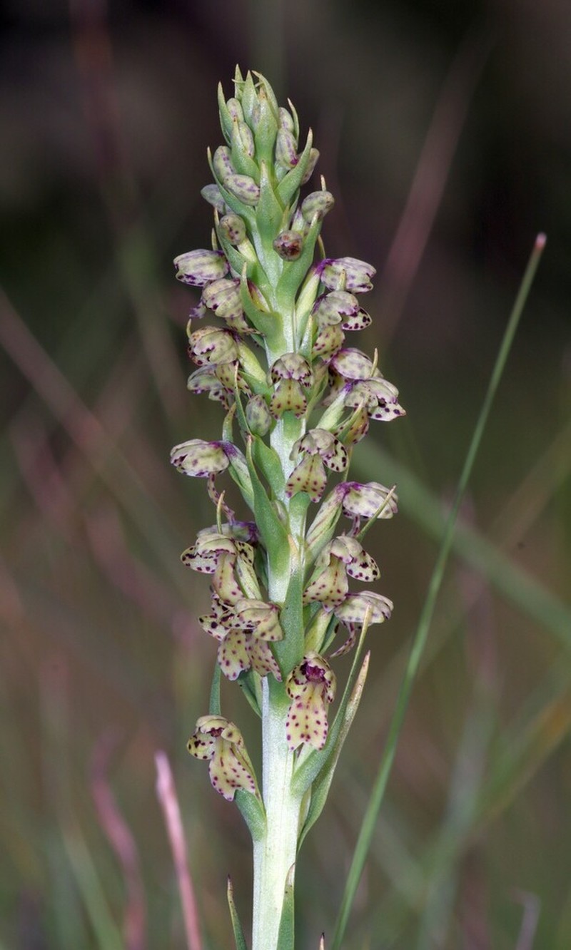 Brachycorythis inhambanensis photo 7