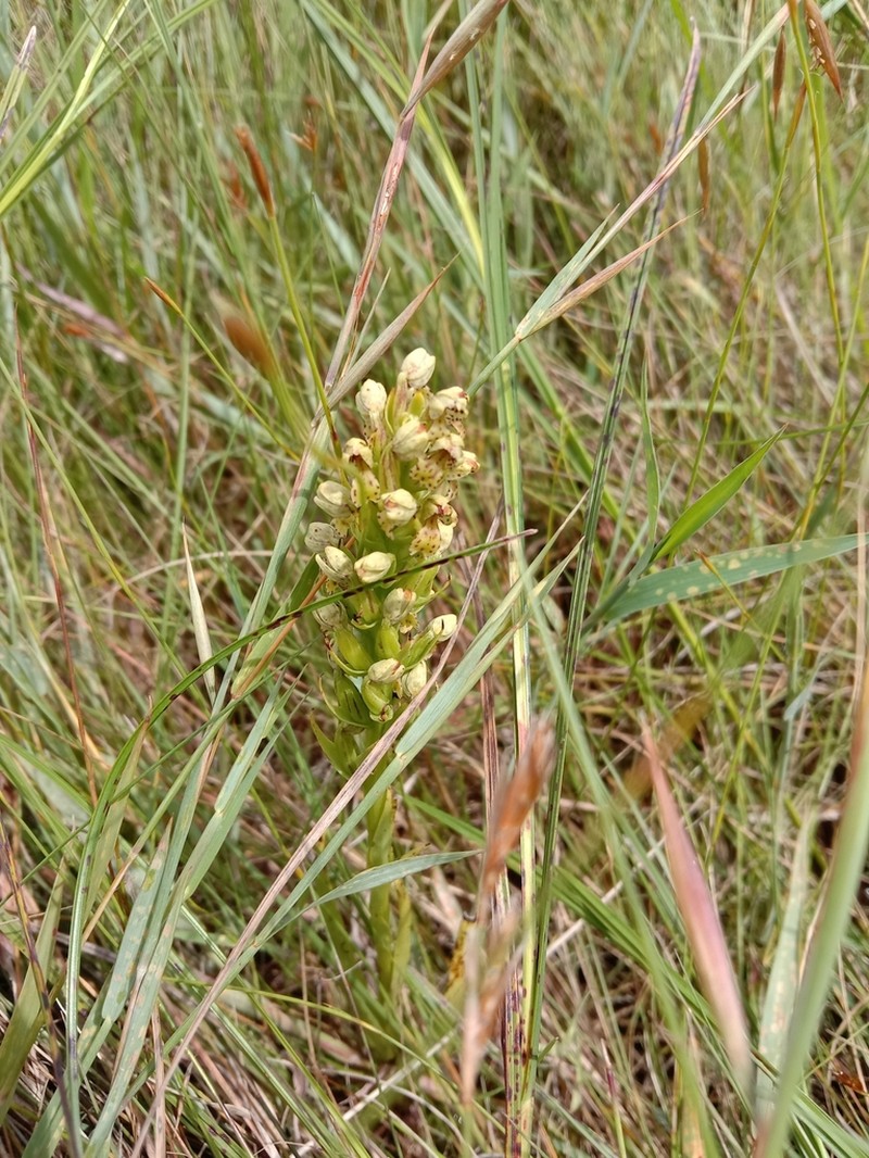 Brachycorythis inhambanensis photo 8