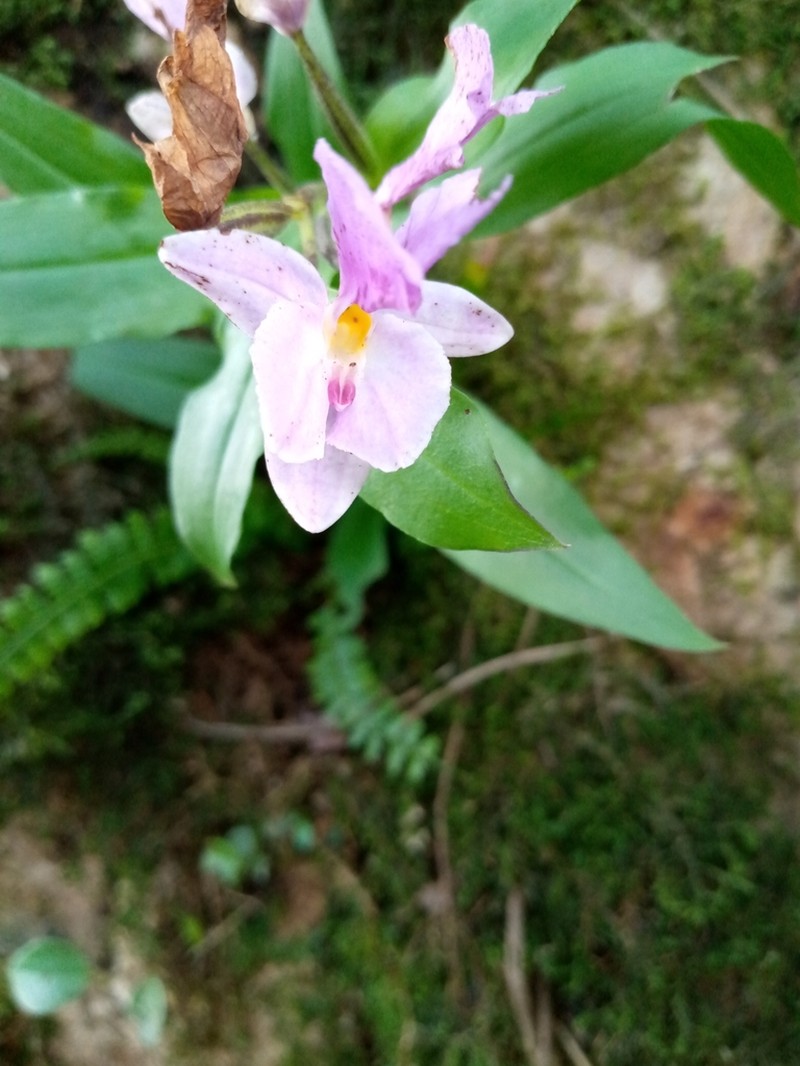 Brachycorythis kalbreyeri