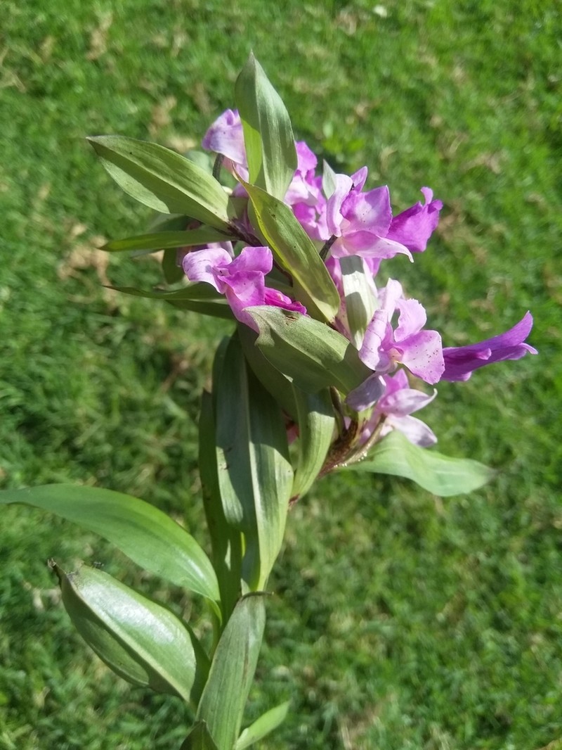 Brachycorythis kalbreyeri photo 2