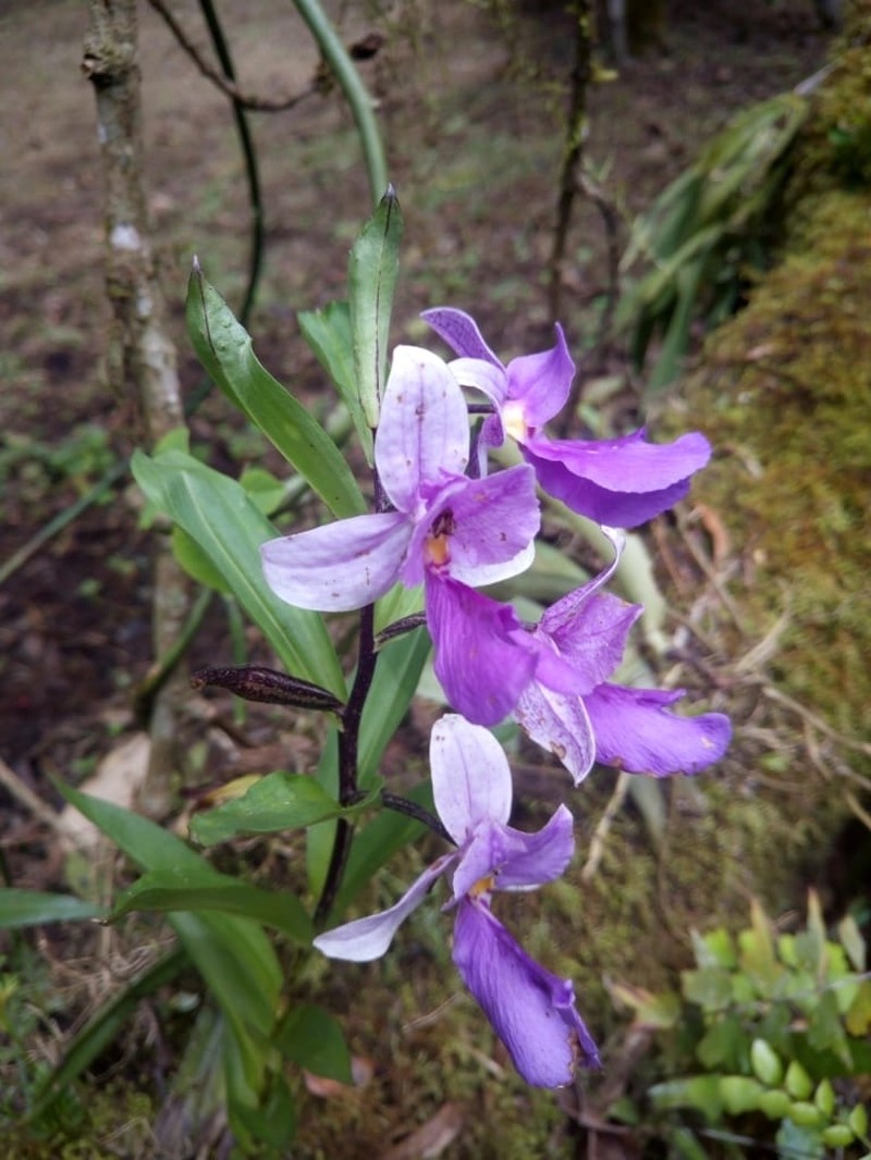 Brachycorythis kalbreyeri photo 3