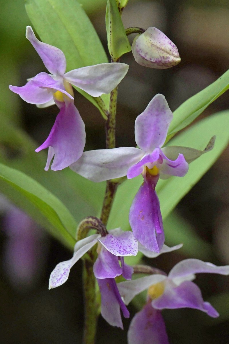 Brachycorythis kalbreyeri photo 5
