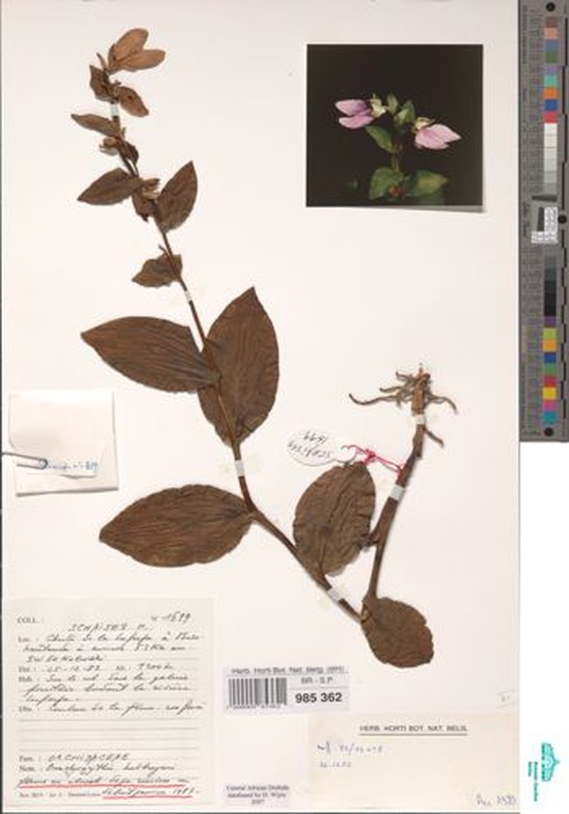 Brachycorythis kalbreyeri photo 6