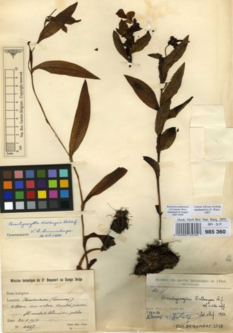 Brachycorythis kalbreyeri photo 8