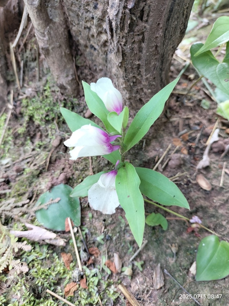 Brachycorythis laotica