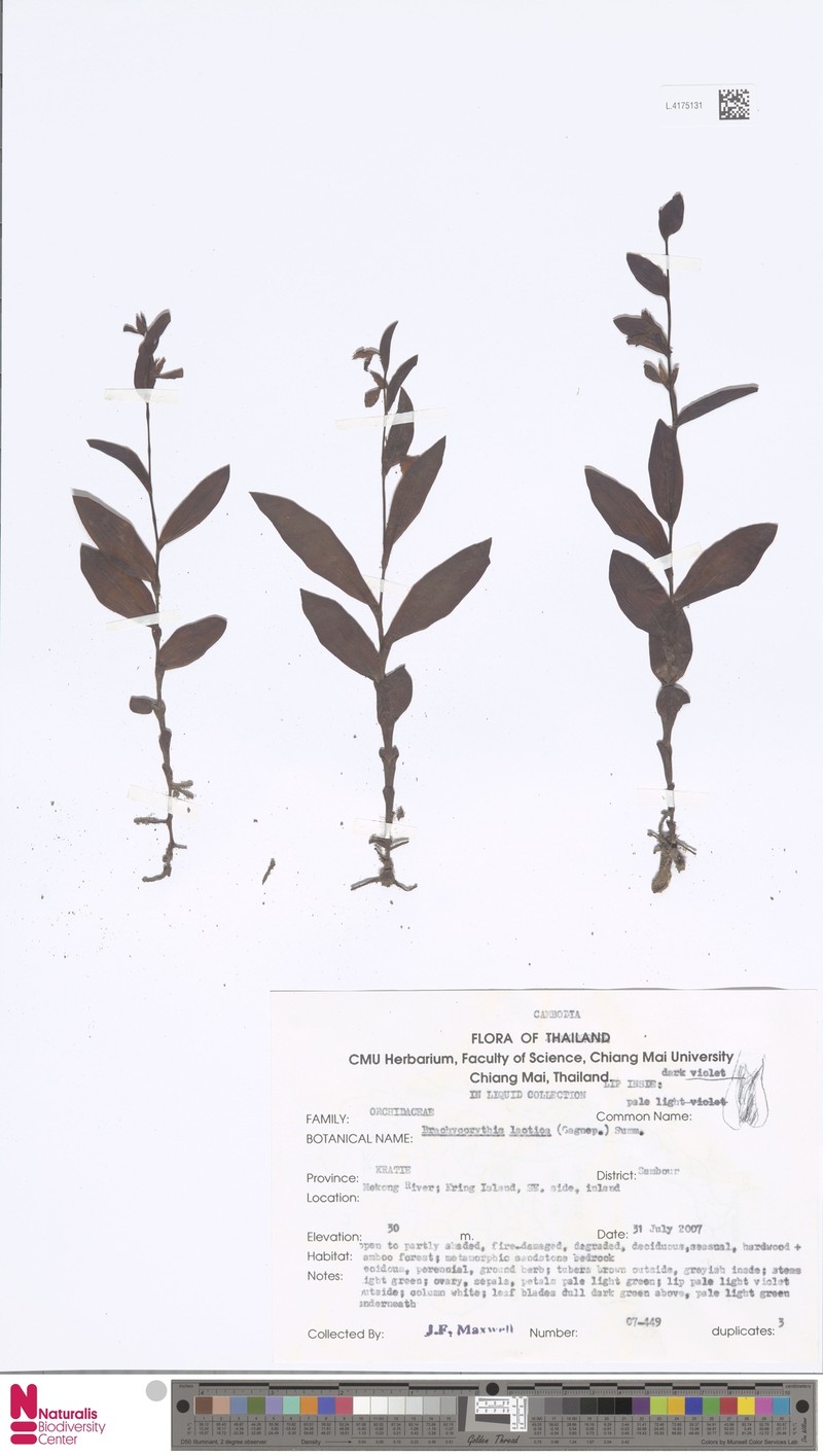 Brachycorythis laotica photo 2
