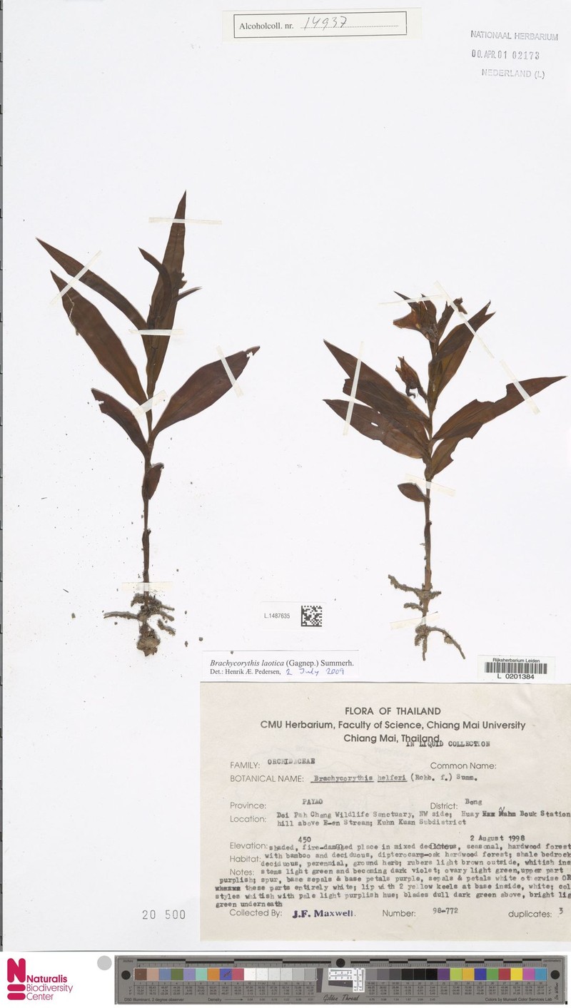 Brachycorythis laotica photo 3