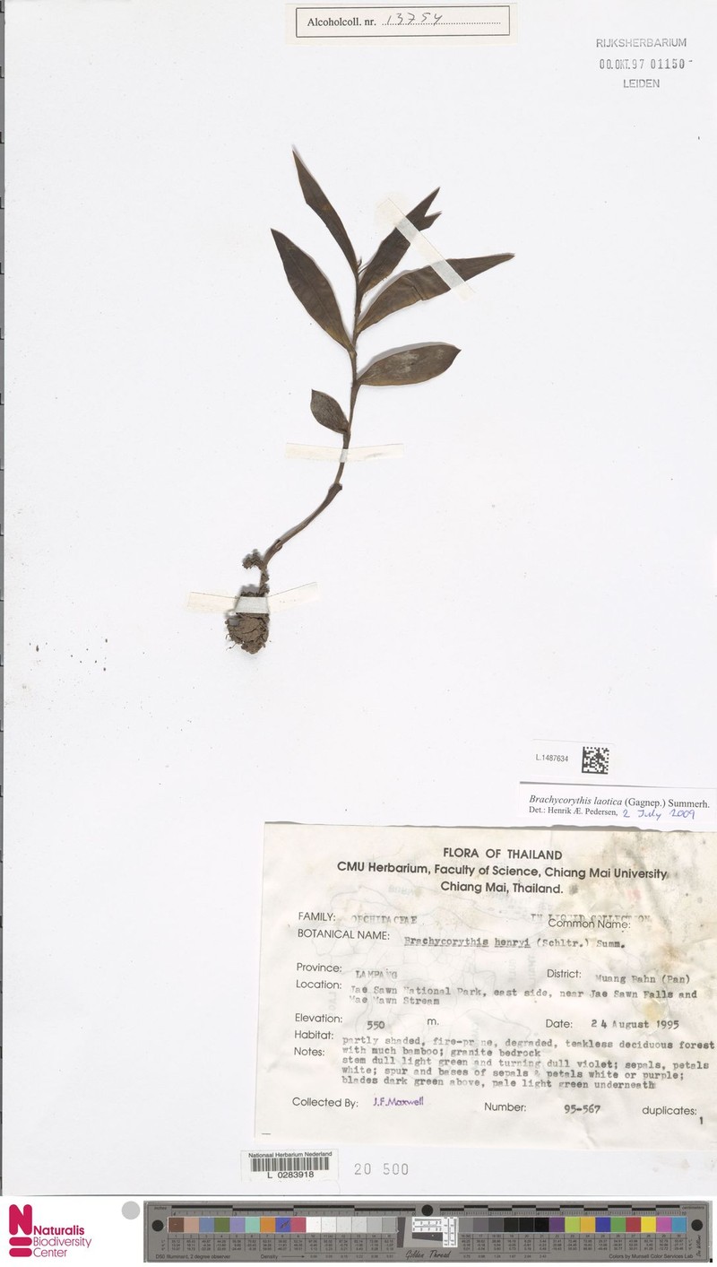 Brachycorythis laotica photo 4