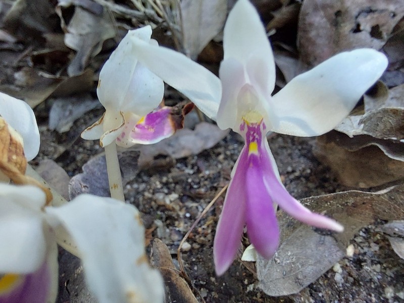 Brachycorythis lastii