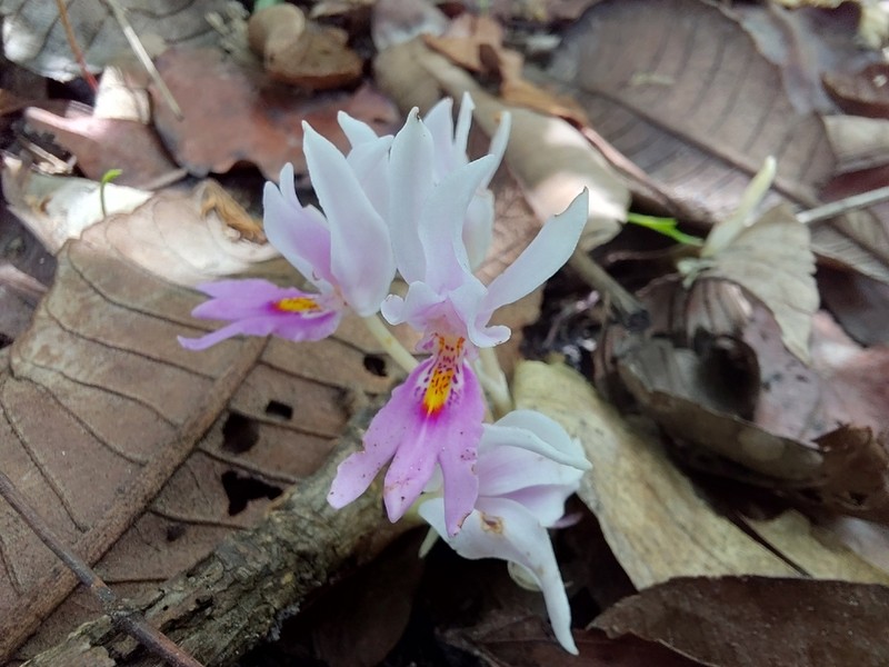 Brachycorythis lastii photo 2