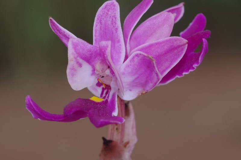 Brachycorythis lastii photo 4