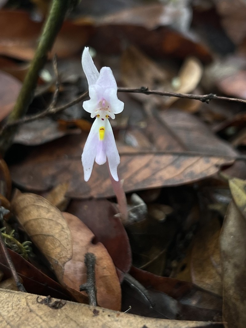 Brachycorythis lastii photo 5