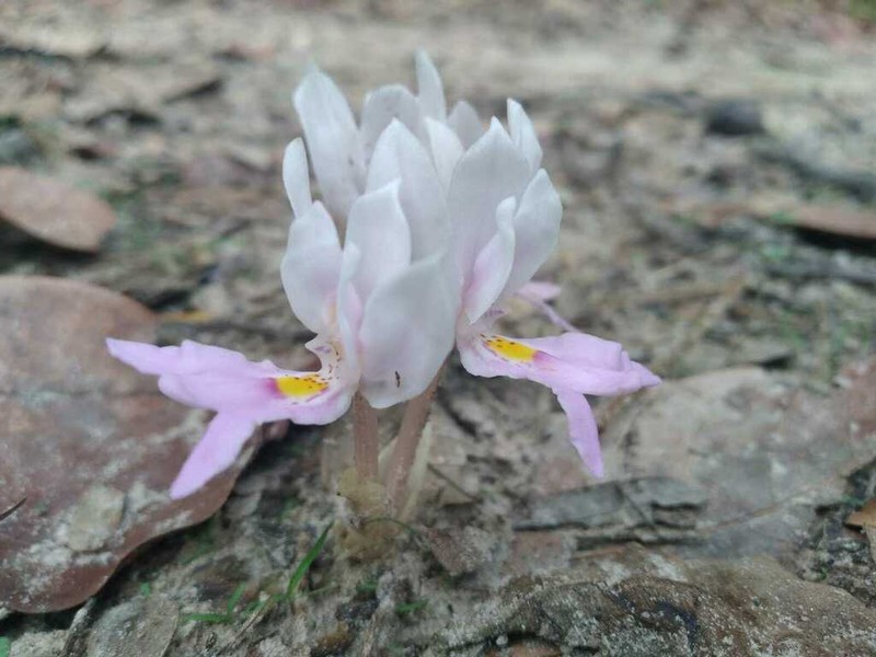 Brachycorythis lastii photo 6