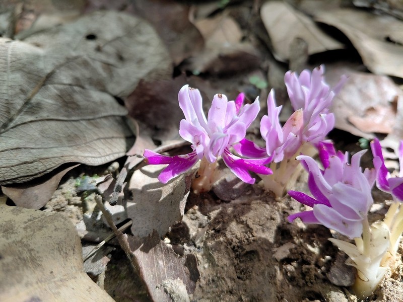 Brachycorythis lastii photo 8