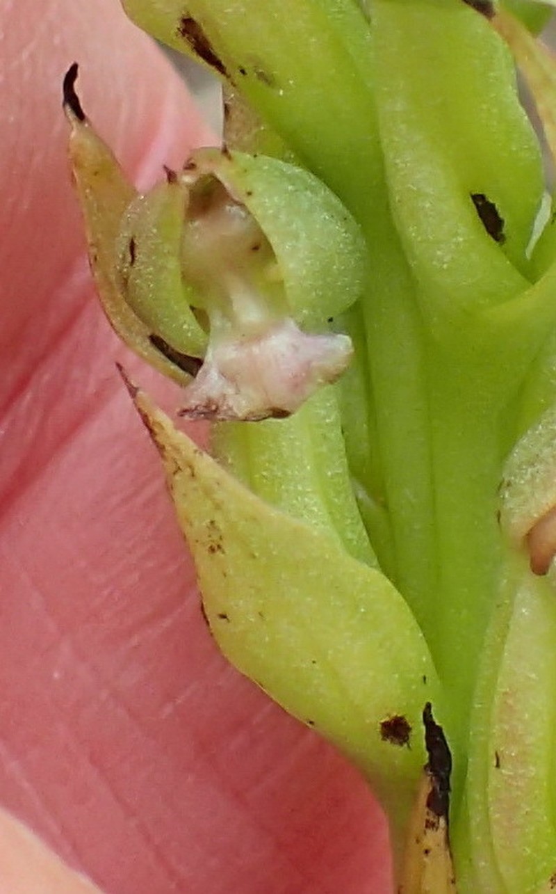 Brachycorythis mac-owaniana photo 4
