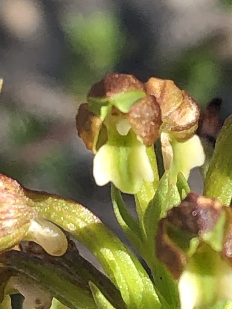 Brachycorythis mac-owaniana photo 5