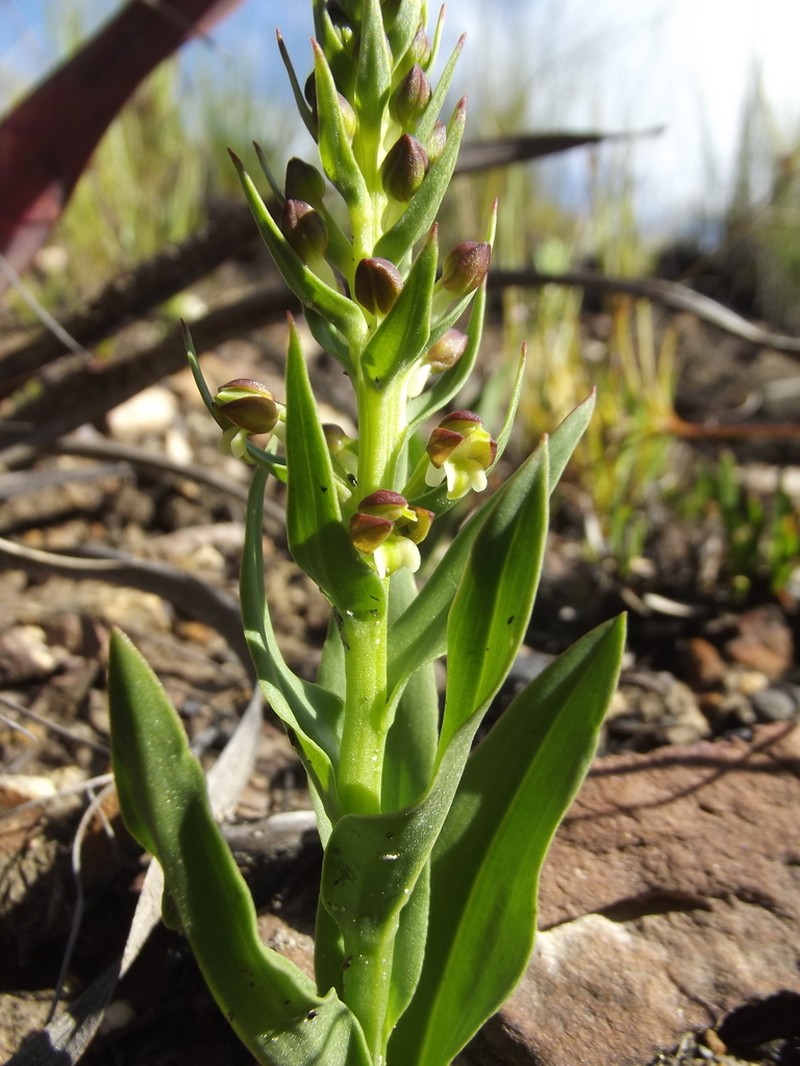 Brachycorythis mac-owaniana photo 6