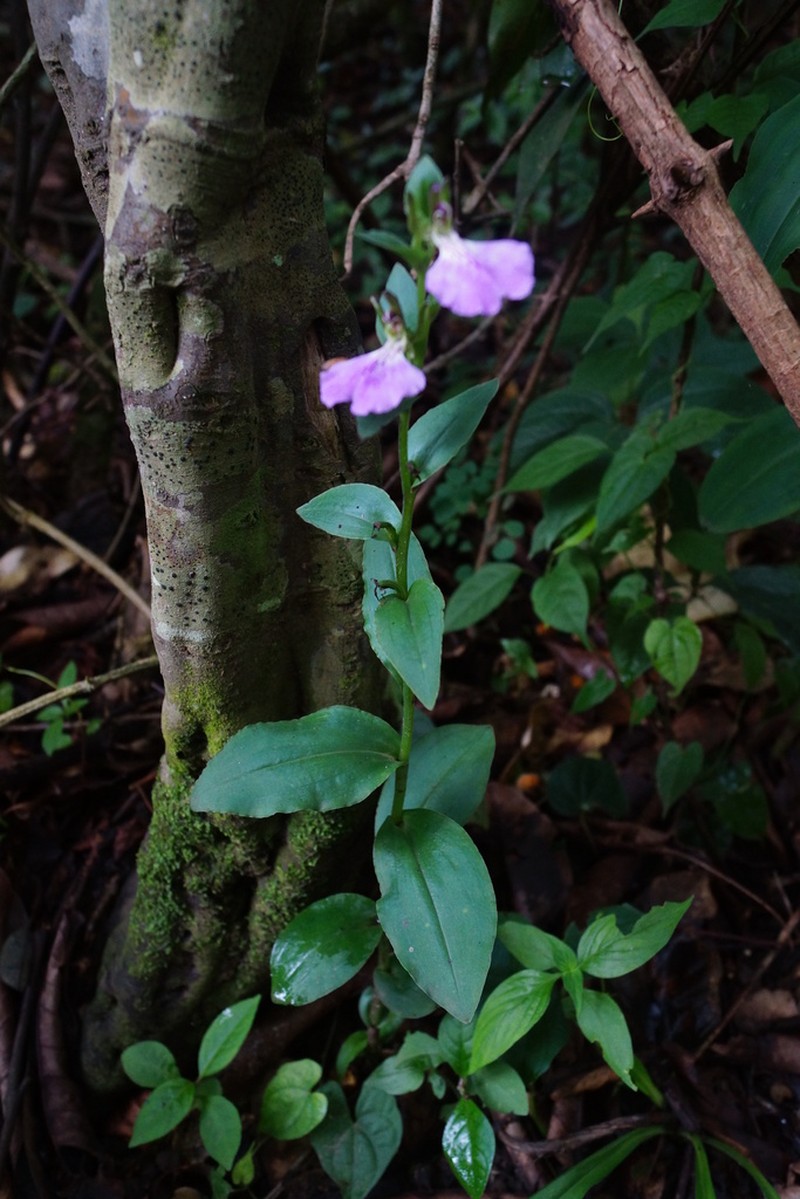 Brachycorythis macrantha photo 4