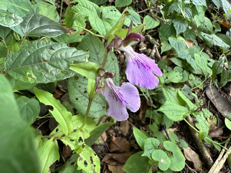Brachycorythis macrantha photo 5