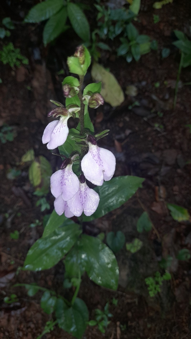 Brachycorythis macrantha photo 6