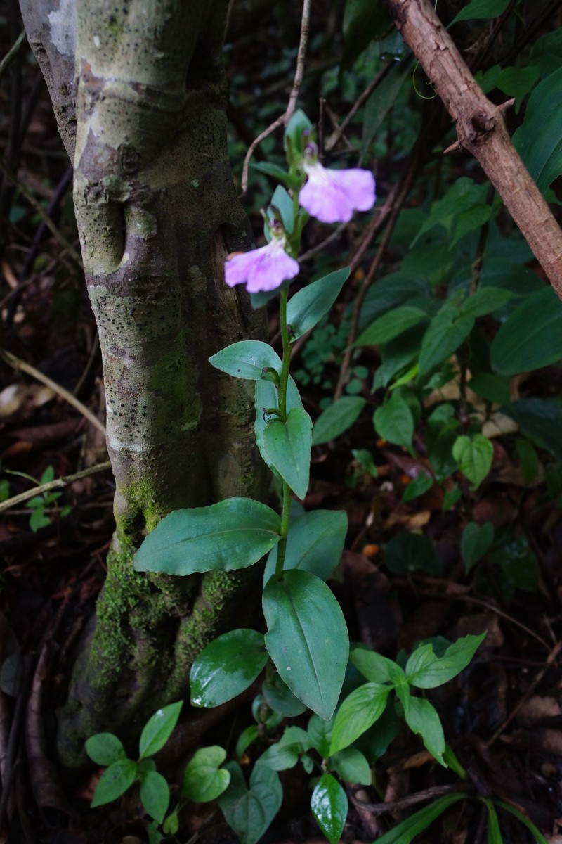 Brachycorythis macrantha photo 7