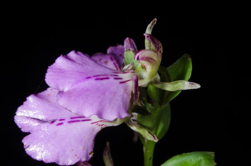 Brachycorythis macrantha photo 8
