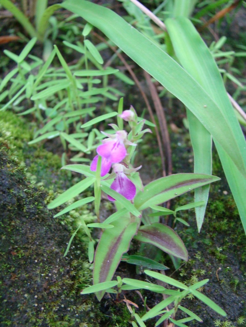 Brachycorythis obcordata
