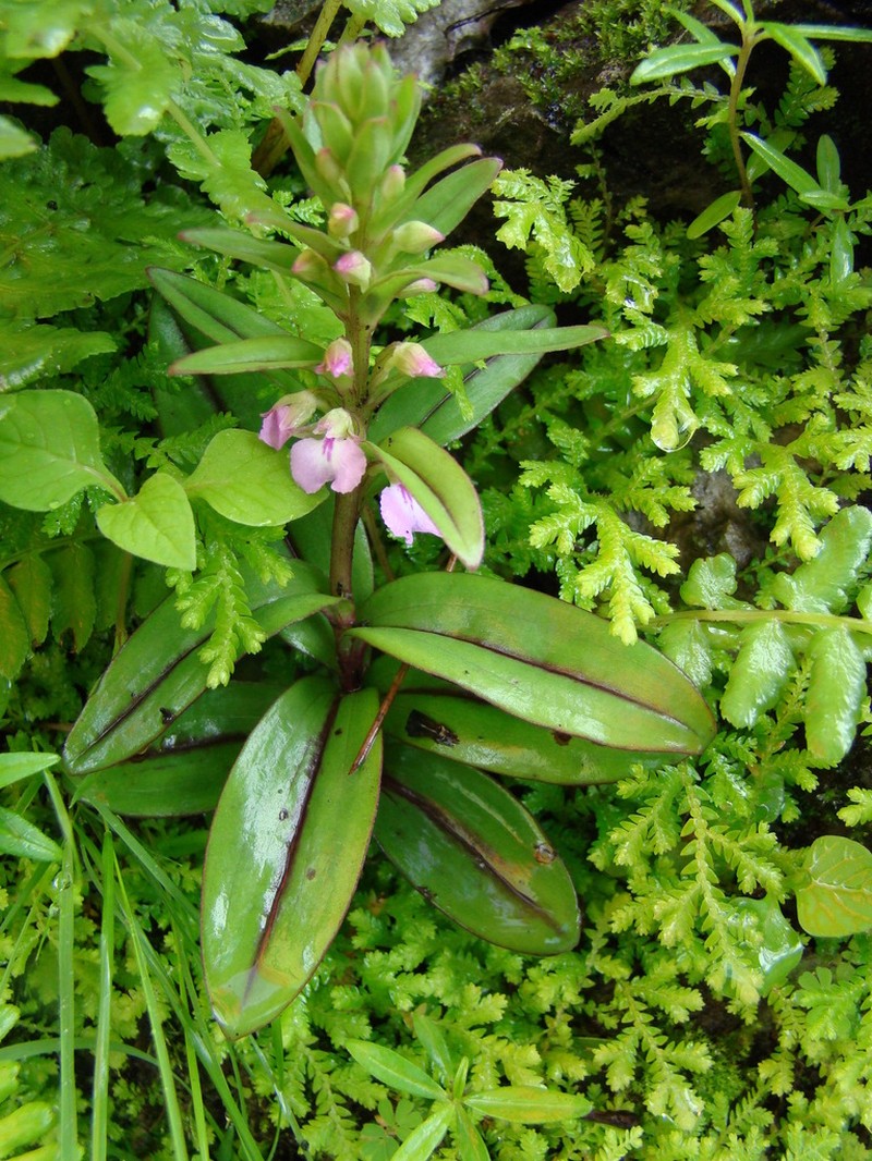 Brachycorythis obcordata photo 2