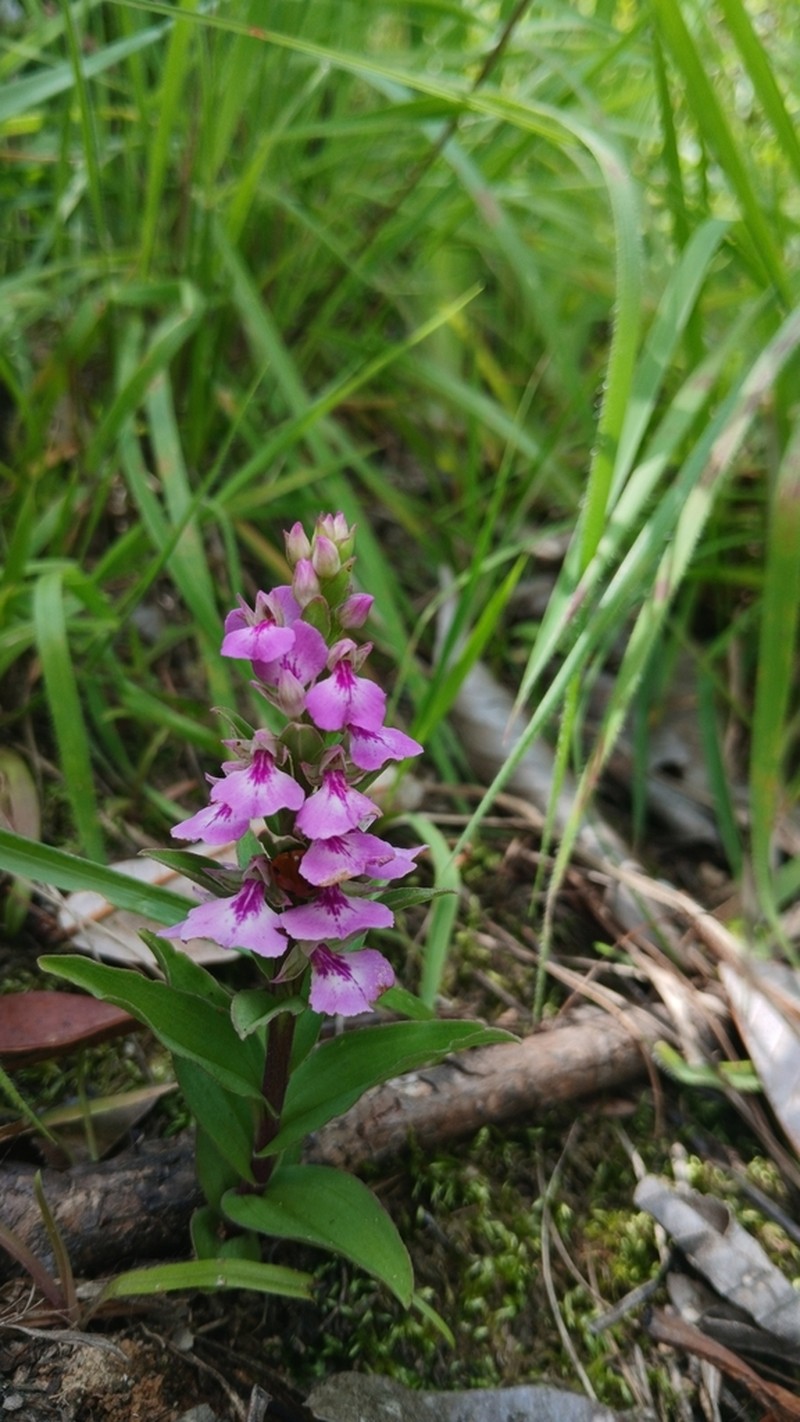 Brachycorythis obcordata photo 3