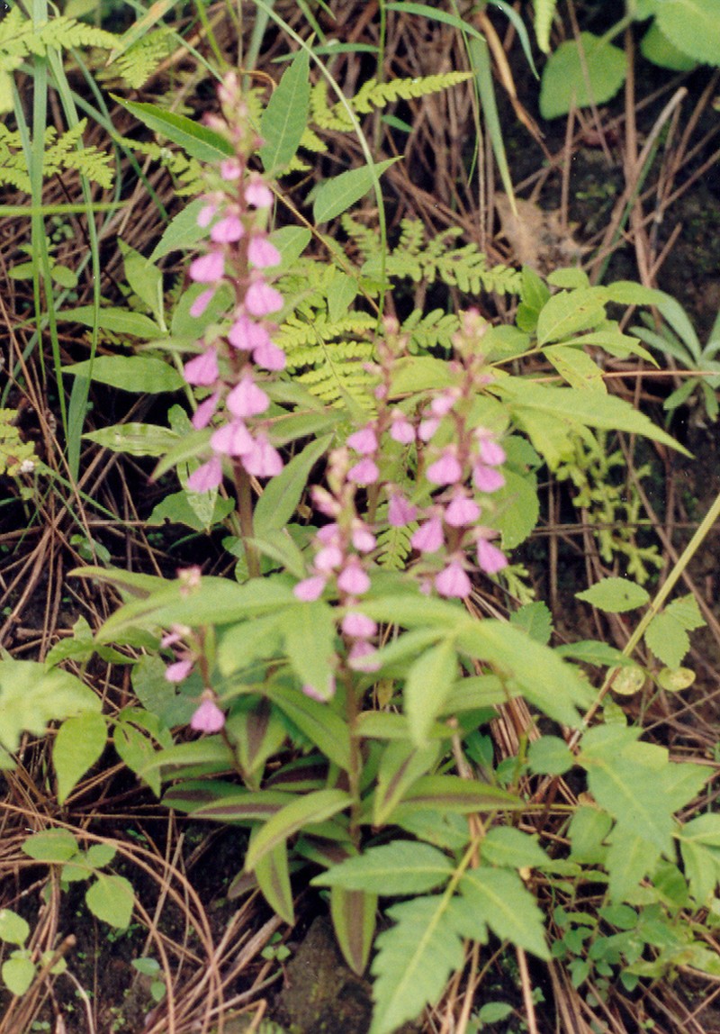 Brachycorythis obcordata photo 4
