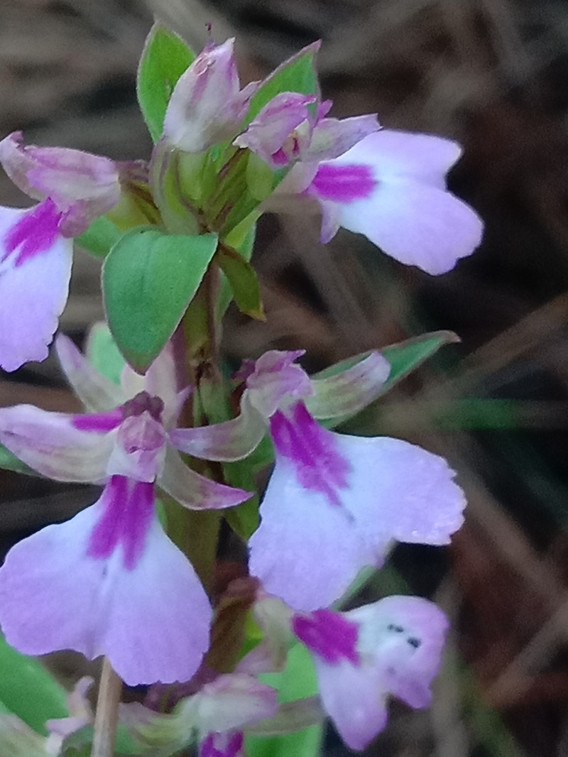 Brachycorythis obcordata photo 5